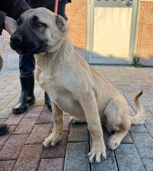 ATHENA E PATRA KANGAL Foto 2